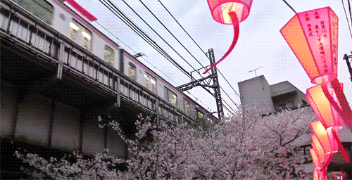 Cherry blossoms at Nakameguro, Tokyo